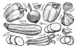 Fresh vegetables set sketch. Farm food hand drawn vector illustration