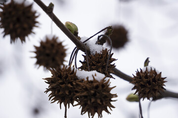 Wall Mural - Closeup shot of spiky gumballs of an American sweetgum tree on a blurred background