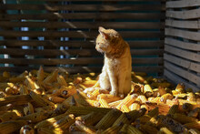A Yellow Tabby Cat Sits On Corn In A Dark Shed 