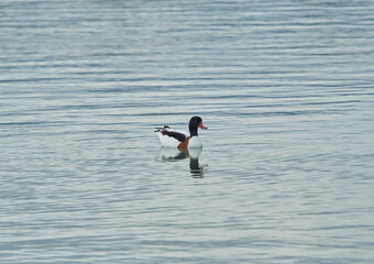 Sticker - Beautiful shot of a cute Common shelduck swimming in the lake