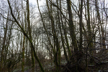 Sticker - Beautiful shot of dried trees in a forest