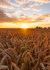 Wall Mural - A beautiful sunset and a field full of wheat