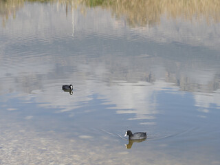 Canvas Print - Beautiful shot of cute ducks swimming in the lake