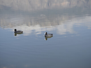 Canvas Print - Beautiful shot of cute ducks swimming in the lake