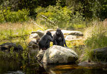 Pair Of Bonobo Monkeys On Rocks In A Park