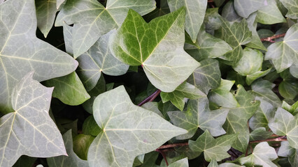 Vertical closeup shot of an ivy plant