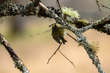 Sticker - Closeup of a Great tit on a tree