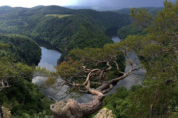 Wall Mural - Scenic view of a meander tree on the river Vltava surrounded by pine forest mountains