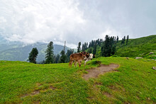 Scenic View Of Two Calfs Standing In The Meadow On A Background Of Forests
