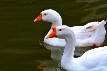 Canvas Print - White geese in a pond