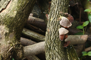 Canvas Print - Closeup of fungus growing on a tree bark