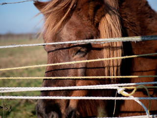 Sticker - Closeup portrait of a brown horse behind the ropes