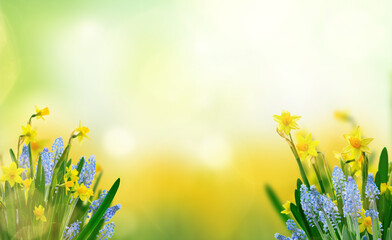 Yellow daffodil flowers