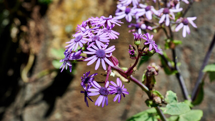 Wall Mural - closeup shot of purple chamomile flower (matricaria) on the blurry background