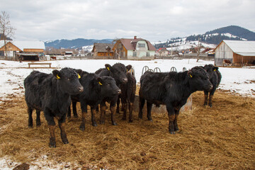 Sticker - Beautiful shot of a group of Aberdeen Angus animals on hay grass in the farm with rural houses