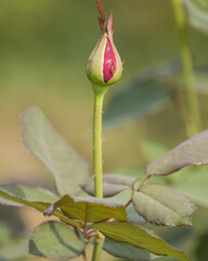 Wall Mural - Vertical shot of a pink rose cocoon