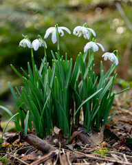 Sticker - Vertical closeup shot of small clump of snowdrops in a woodland area