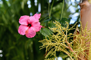 Wall Mural - closeup shot of a pink hibiscus flower in the garden