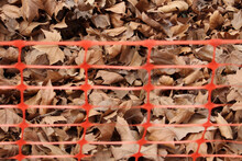 Fallen Leaves During Autumn Gathered Together Behind A Net - Fall And Leaf Concept