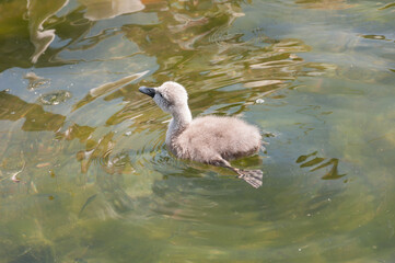 Wall Mural - View of a beautiful swan in a lake on a sunny day