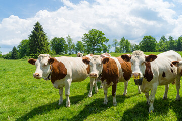 Wall Mural - View of beautiful cows in a greenfield on a sunny day