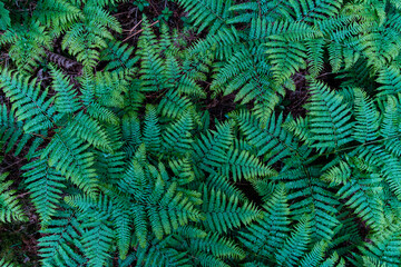 Canvas Print - Fresh green fern foliage