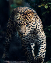 Selective Focus Shot Of A Jaguar Hunting Its Prey