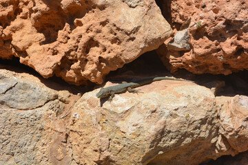 Poster - Closeup shot of a Common chuckwalla lizard between big brown stones texture on a sunny day