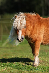 Wall Mural - Miniature shetland breed pony stallion in summer