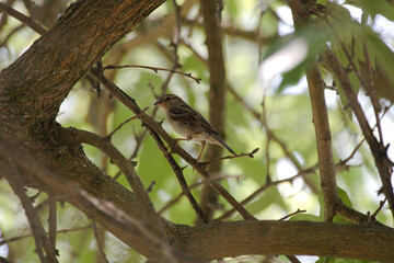 Canvas Print - Scenic view of a sparrow perched on the branch in a forest on a blurred background