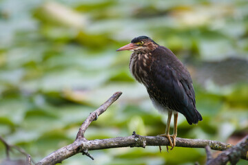 Poster - Scenic view of a green heron perched on a wooden branch on a blurred background