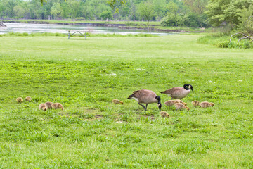 Wall Mural - Scenic view of geese with their chicken on the field in a rural area