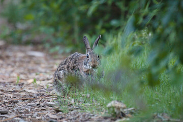 Poster - Scenic view of a cute bunny in the woods looking at the camera