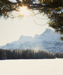 Sticker - Snowy field near a dense forest in a mountainous area on a sunny morning