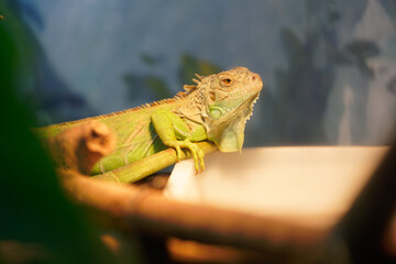 Canvas Print - Closeup of a chameleon