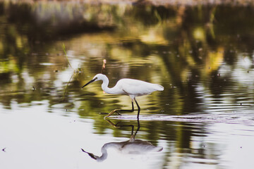 Poster - Great egret walking on water