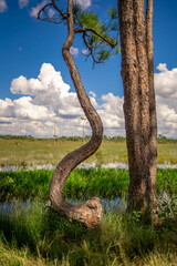 Sticker - Vertical shot of a curved trunk of a pine tree