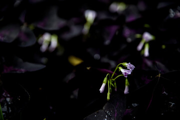 Sticker - Beautiful shot of flowers in summer gardens of Nandaihe, China