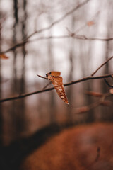 Poster - Vertical, close-up shot of a dried leaf on a tree branch with a blurred background