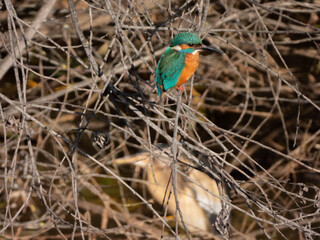 Canvas Print - Common kingfisher standing on  the tree branches