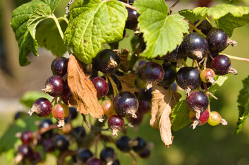 Sticker - Closeup shot of currant branch with fruits and leaves on a sunny day