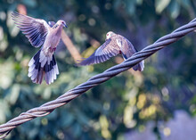Pair Of Spotted Dove In Fight