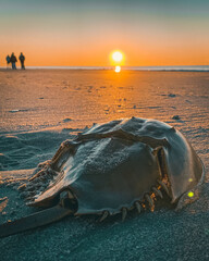 Canvas Print - Closeup of a big Horse shoe crab at the Myrtle beach in sunset