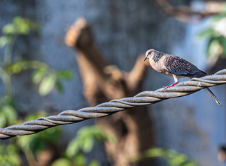 Wall Mural - Closeup of a small pretty Dove sitting on a wire on a blurry background