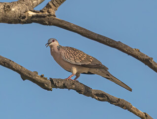 Poster - Low angle closeup of a Spotted Dove sitting on a tree with a blue sky background