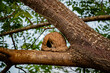 © Vanilda - A casa do Joao de Barro