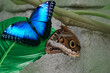 Beautiful closeup of two Peleides blue morpho butterflies, one with open and one with closed wings, Tropical butterfly specie from America