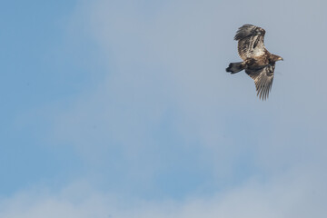 Poster - Close-up shot of an eagle in flight