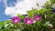 Morning Glories under the sky