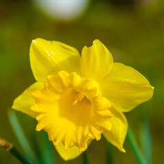 Wall Mural - blooming yellow daffodil in the garden